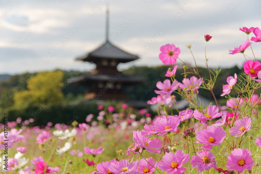 temple and cosmos flowers