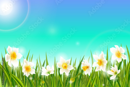 Spring background with daffodil narcissus flowers, green grass, swallows and blue sky.
