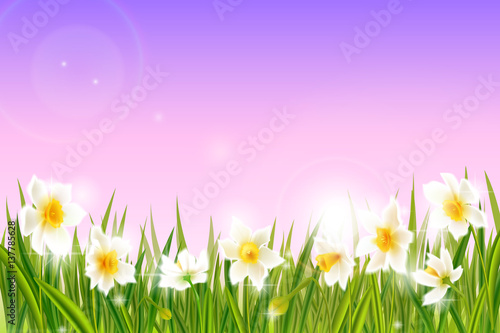 Spring background with daffodil narcissus flowers, green grass, swallows.