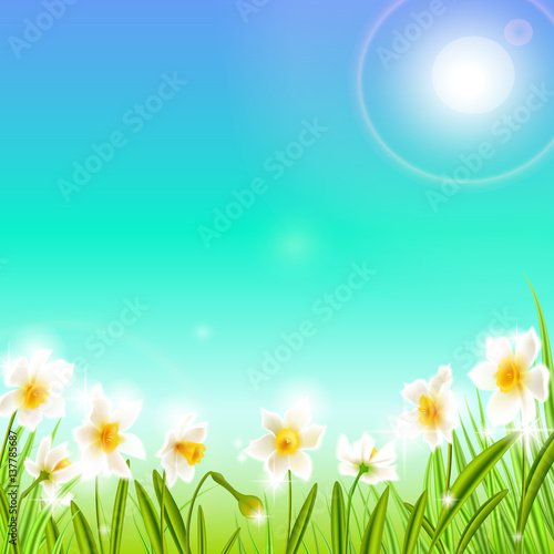 Spring background with daffodil narcissus flowers  green grass  swallows and blue sky.