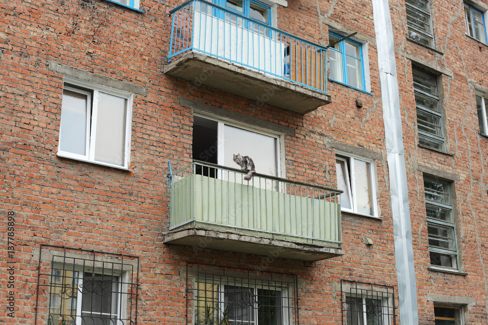 Naklejka premium Cat