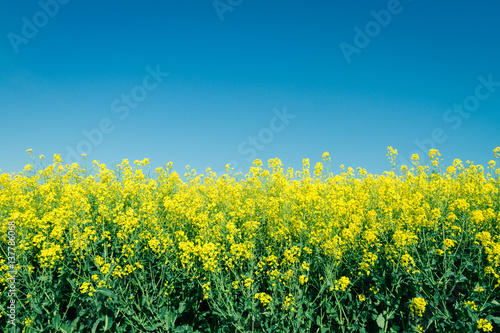 Rapsfeld im Sommer