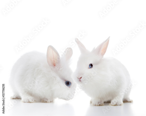 Two white rabbits