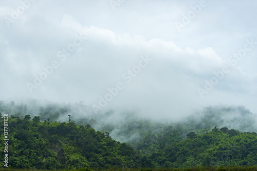 view of tropical forest in Thailand