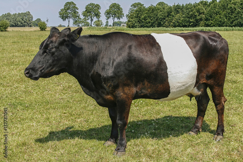 Unique Dutch Lakenvelder cow photo