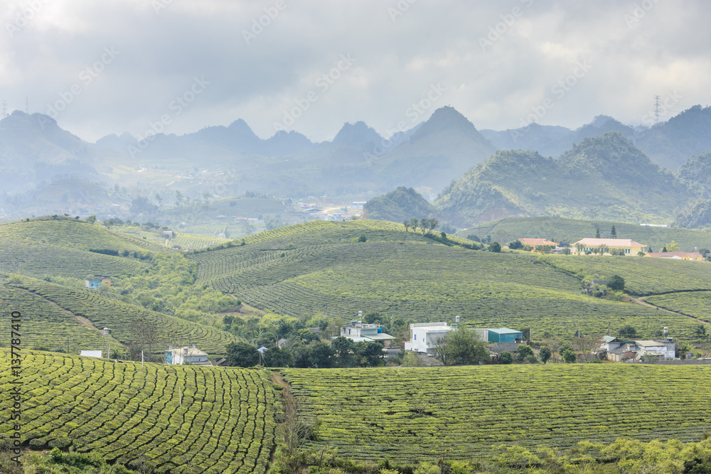 Fototapeta premium Highland Moc Chau at north Vietnam