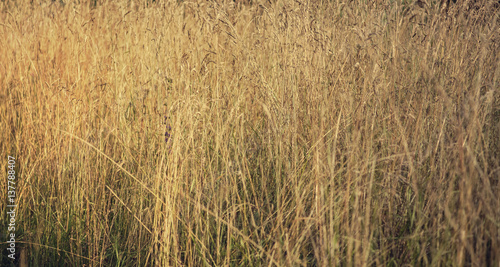 Yellow dry grass in the field. Grass summer. Нerbal texture.