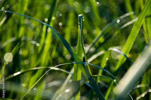 Sugar Cane leaves with dew and blurred effect