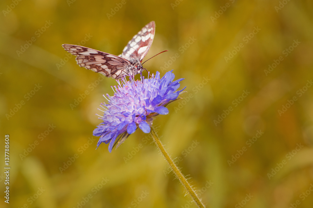 Schachbrett Schmetterling auf Wiesenblume Schachbrett Schmetterling auf Wiesenblume