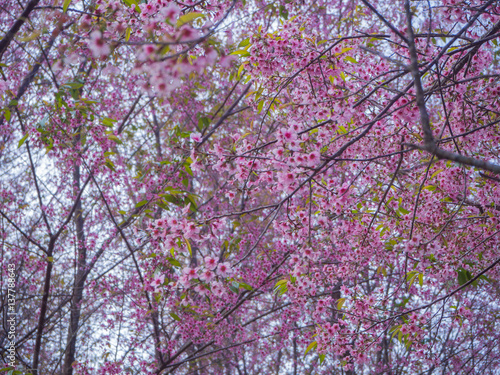Wallpaper Mural Pink Sakura flower in thailand, Wild Himalayan Cherry Torontodigital.ca