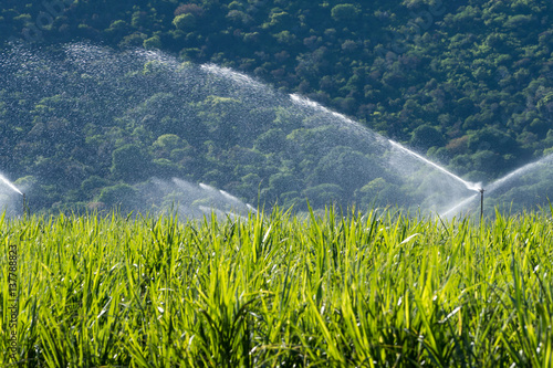 Overhead irrigation with sugar cane fields