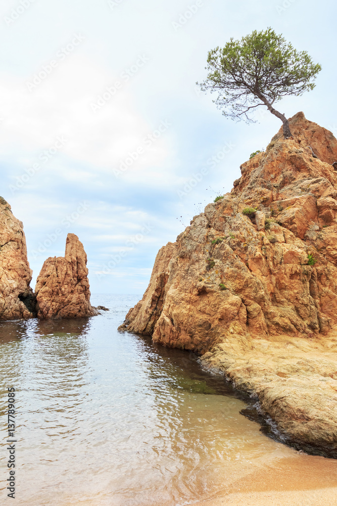 Seaview with rocks and lonely pine tree, Tossa de mar, Spain