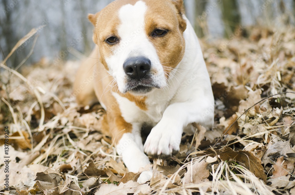 cute dog in nature