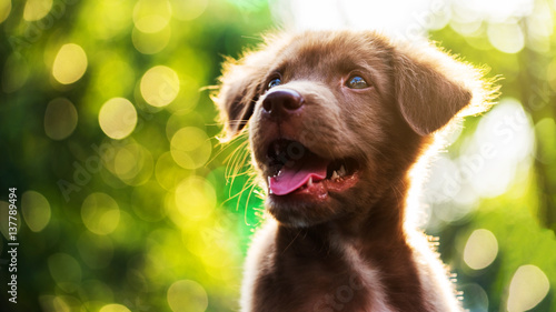 brown puppy dog with sunset bokeh