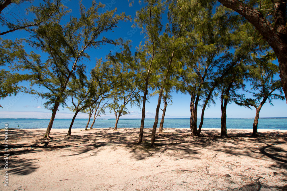 Sandy beach view with filao trees - Mauritius Sandy beach view with filao trees - Mauritius