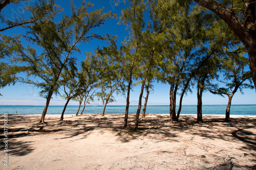 Sandy beach view with filao trees - Mauritius © paspas