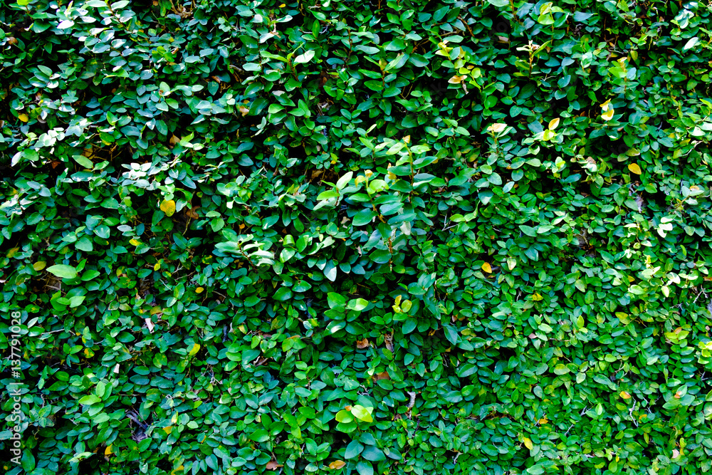 Green leaf on the concrete block wall background