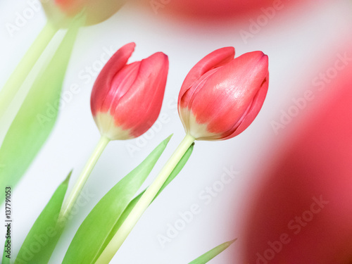 Beautiful bouquet of tulips, spring flowers on white background.
