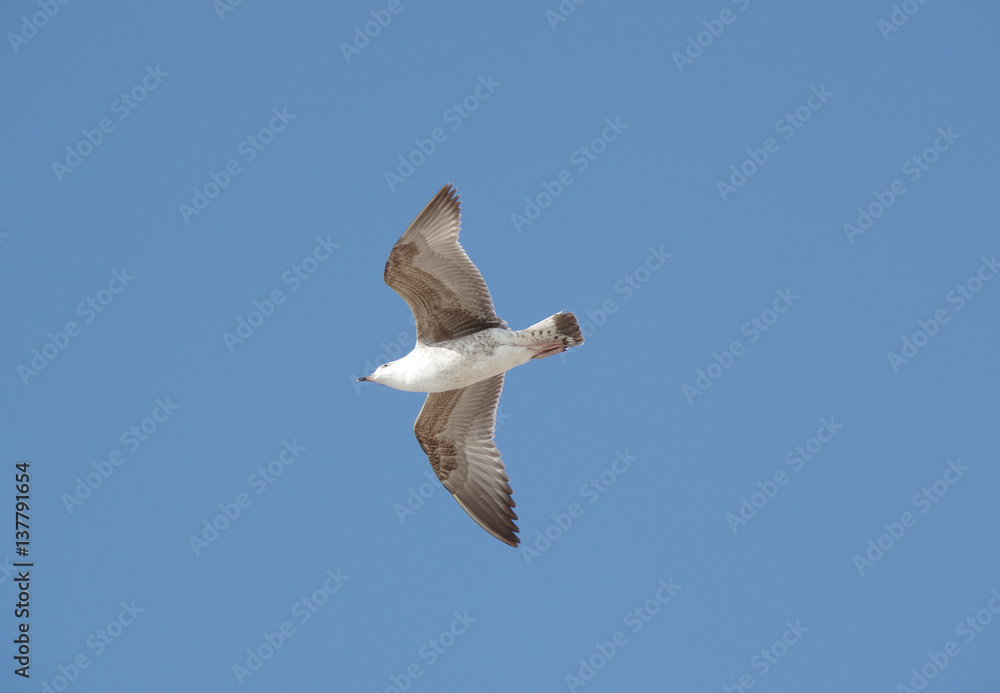 Obraz premium View on seagull