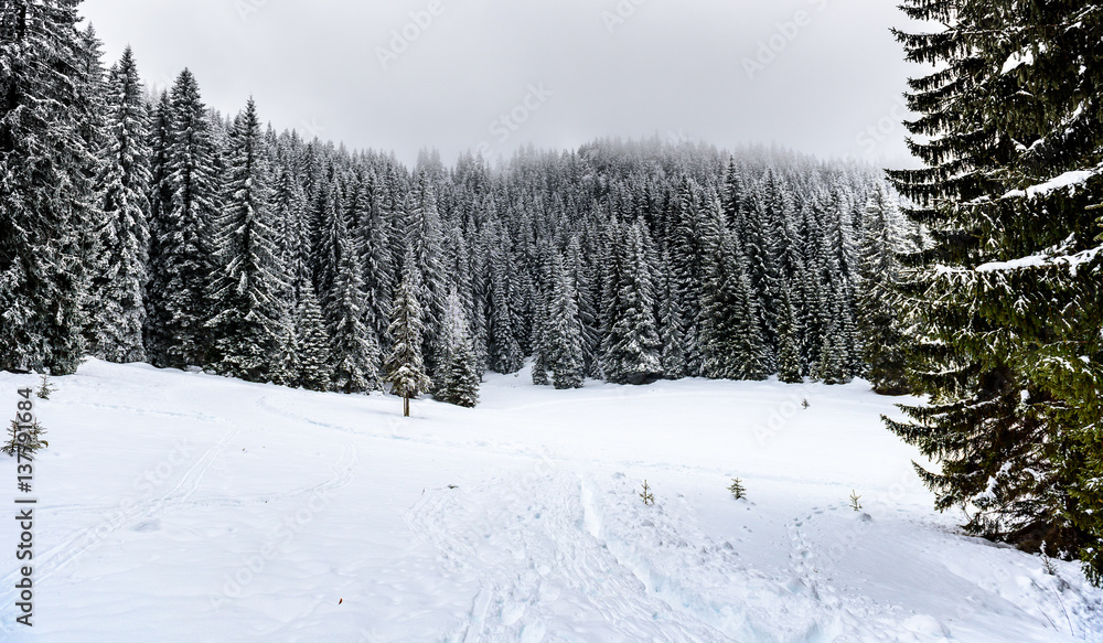 Snowy winter forest with pine or spruce trees covered snow.