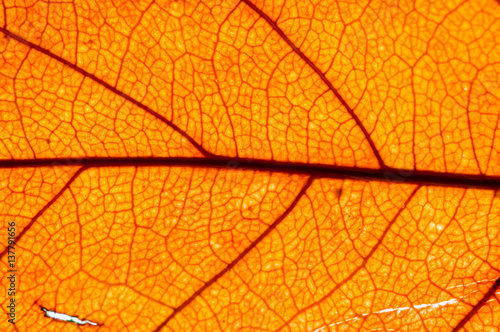 Orange leaf, Dry leaf texture for background.