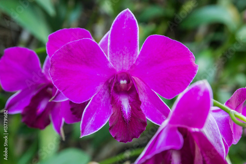 Beautiful violet orchid.