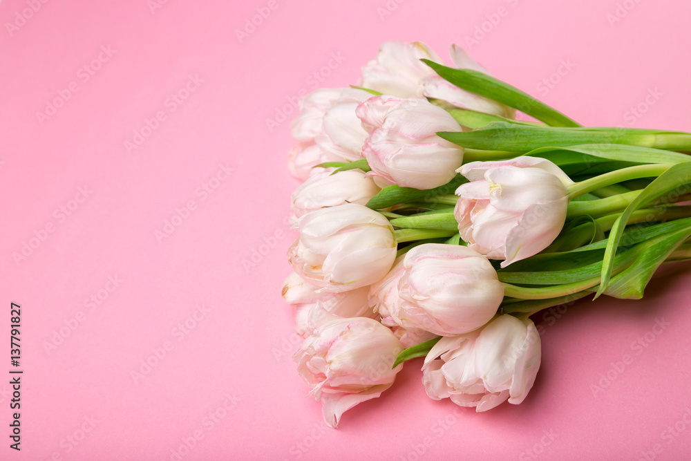 Beautiful pink and white tulips on pink background . Spring flowers. Postcard on March 8 Beautiful pink and white tulips on pink background . Spring flowers. Postcard on March 8