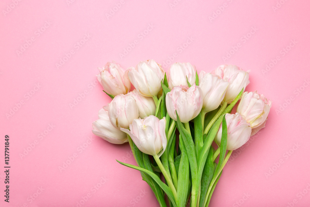Obraz premium Beautiful pink and white tulips on pink background . Spring flowers. Postcard on March 8