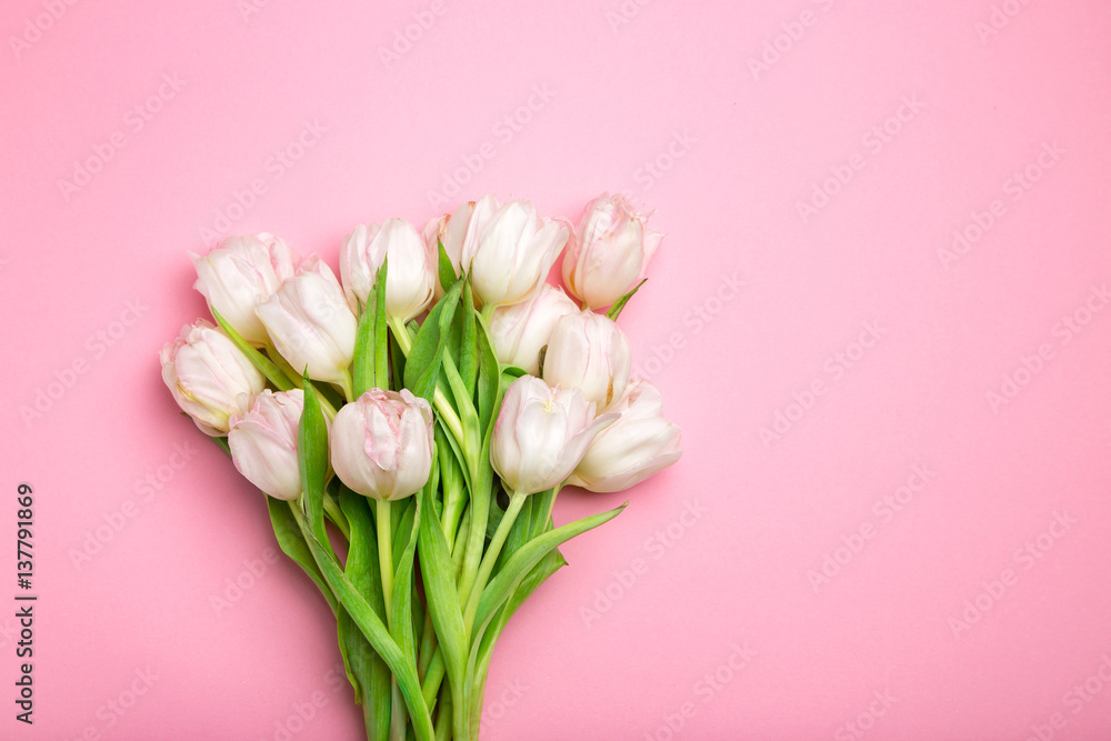 Beautiful pink and white tulips on pink background . Spring flowers. Postcard on March 8