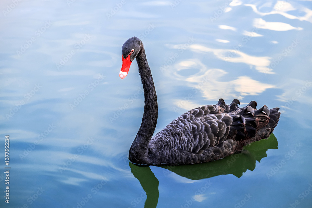 Fototapeta premium Black Swan (Cygnus atratus) in the lake