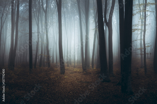 Creepy light in foggy forest