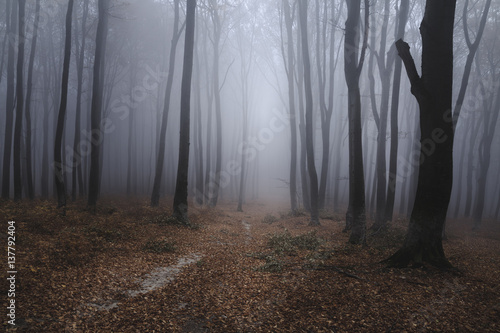 Fototapeta Naklejka Na Ścianę i Meble -  Spooky foggy forest path