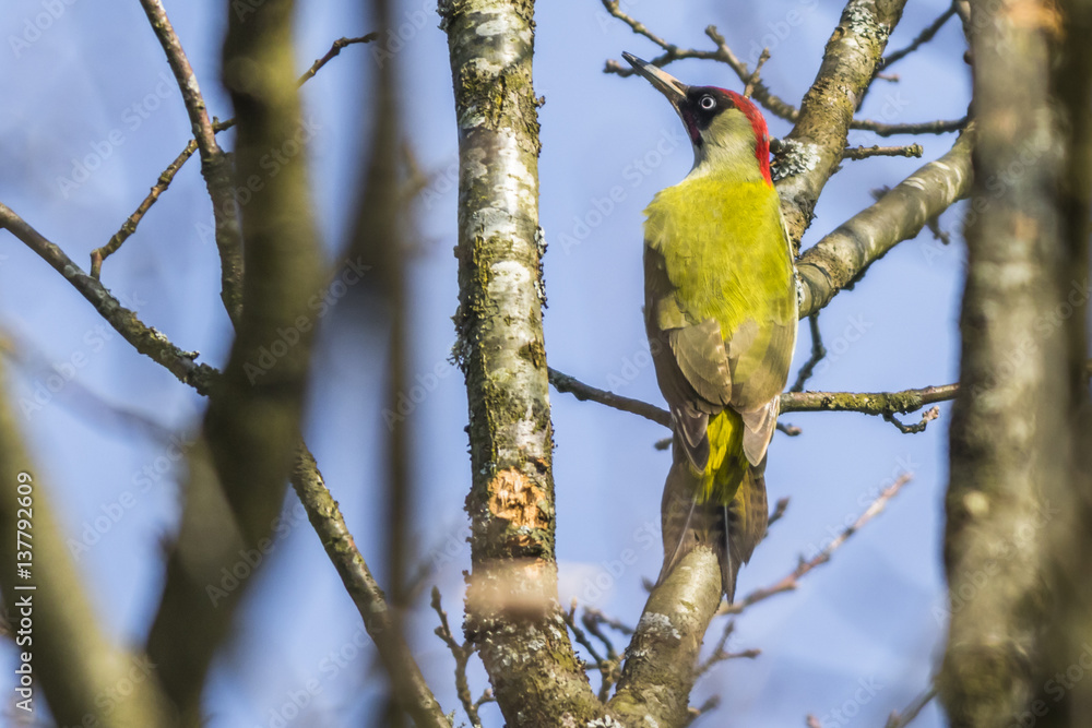 Grünspecht (Picus viridis)