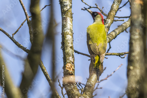 Obraz na płótnie Grünspecht (Picus viridis) w salonie
