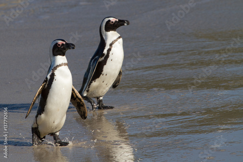 Penguins at Boulders Beach