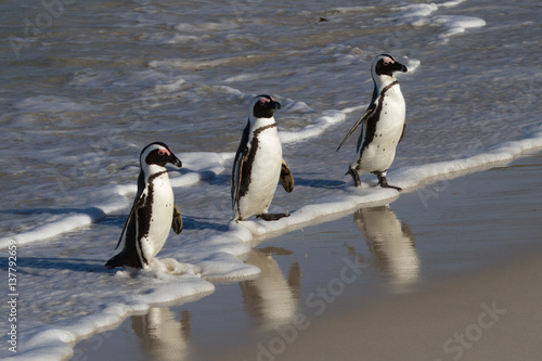 Penguins at Boulders Beach