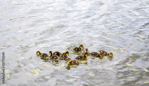 Tableau sur toile Ducklings on pond