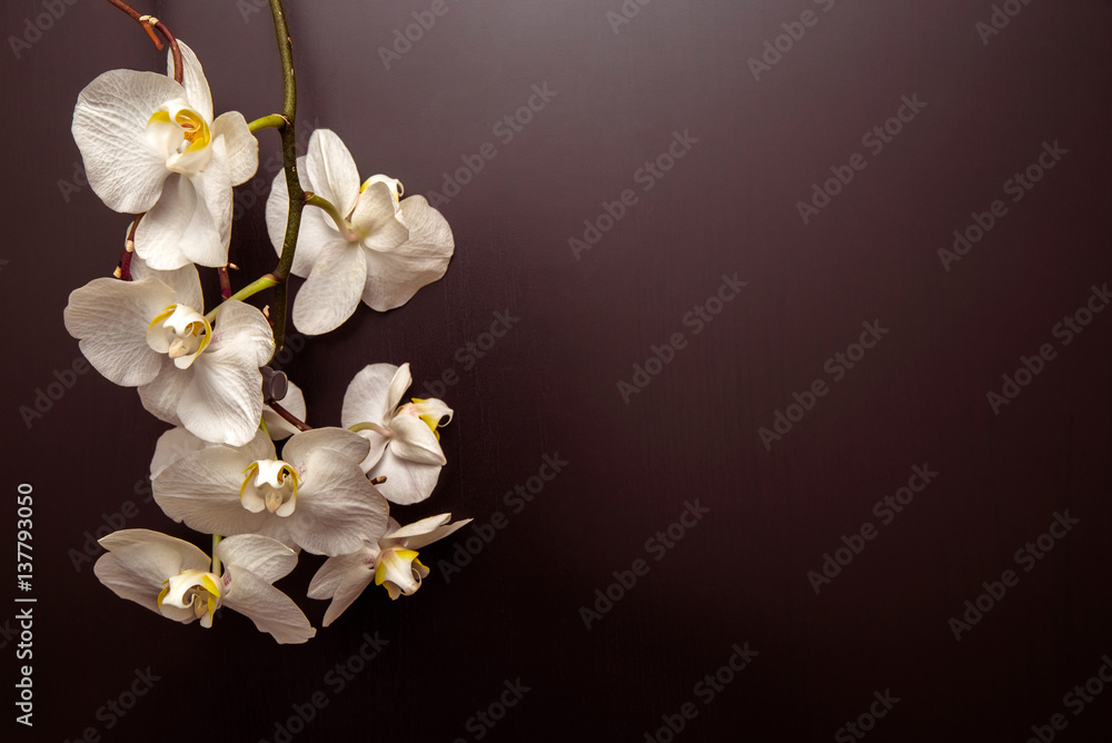 Fototapeta premium The branch of white orchids on the background shokolladnom