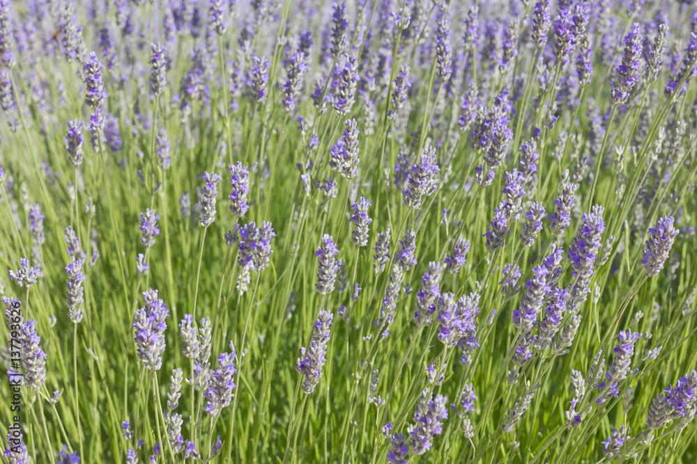 Background image of lavender flowers (Lavandula). Background image of lavender flowers (Lavandula).