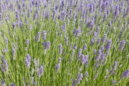 Background image of lavender flowers  Lavandula .