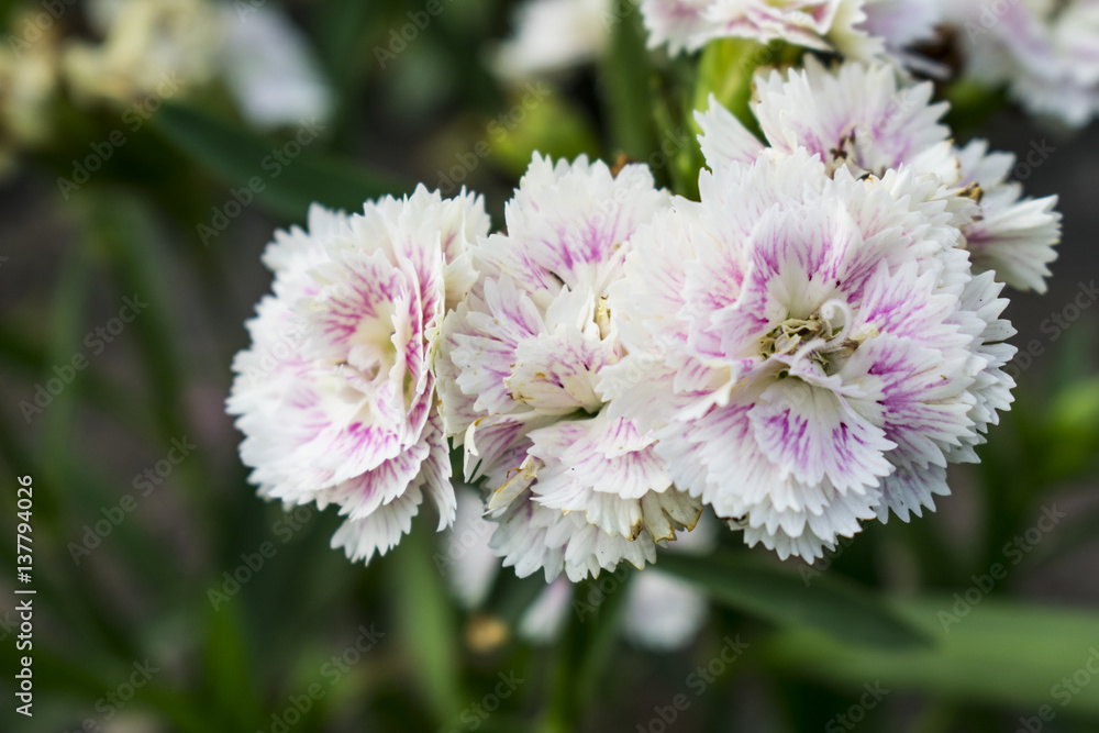 Obraz premium White flowers bloom in the garden with blurred background