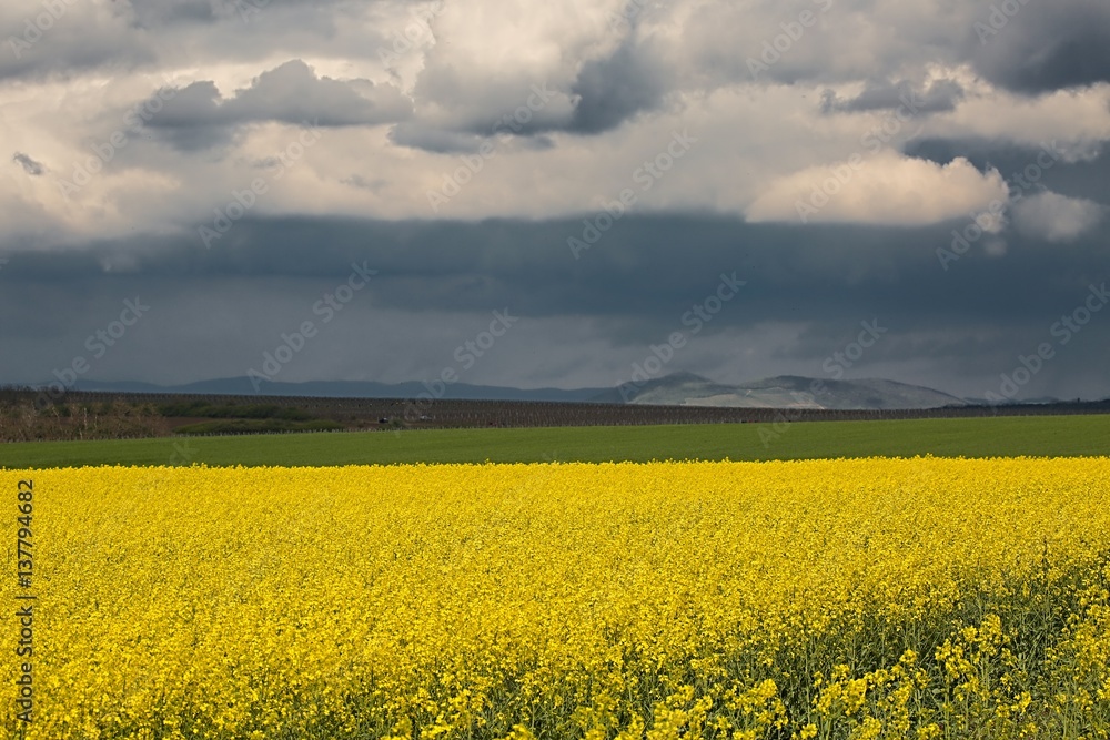 Rapeseed field landscape Rapeseed field landscape