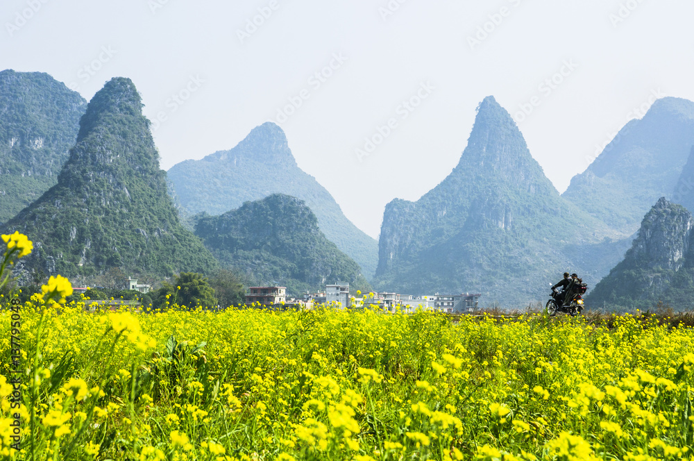 The rape flowers and mountains scenery in spring 