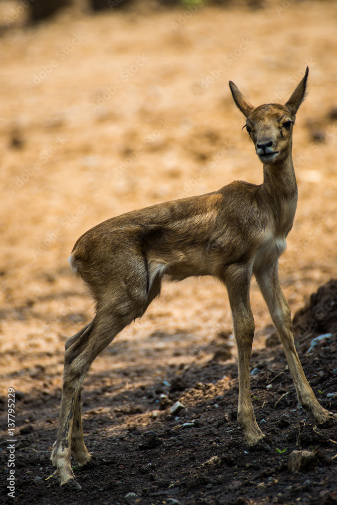 Red deer Red deer