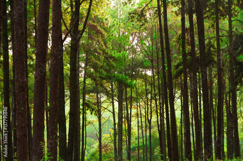 Green pine forests, rich in integrity.