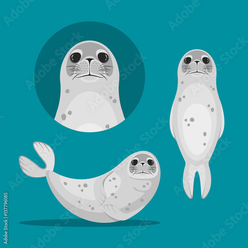 Seal animal