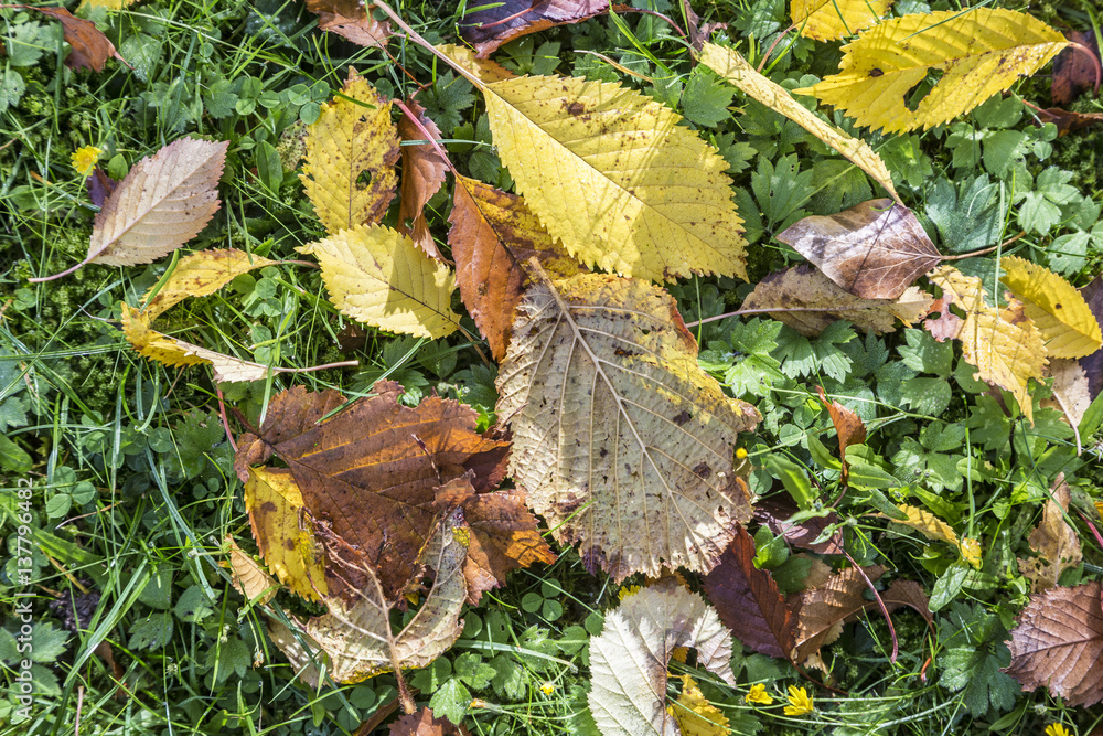 Fototapeta premium leaves in indian summer colors on grass