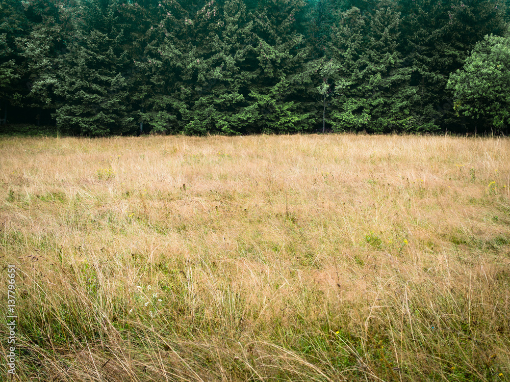 Forest and dry meadow, minimalistic natural background Forest and dry meadow, minimalistic natural background