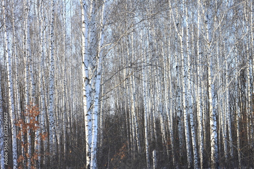 Birch trees in bright sunshine / trunks of birch trees in birch-wood © yarbeer
