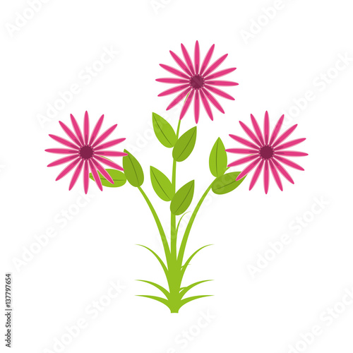 daisy flowers bunch flora vector illustration eps 10